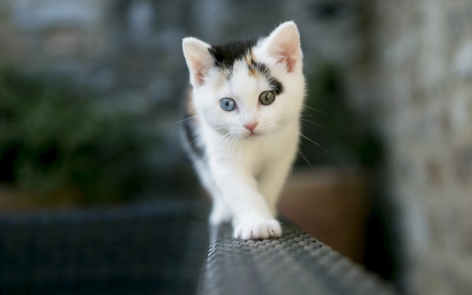 Torrance Veterinarian Mobile