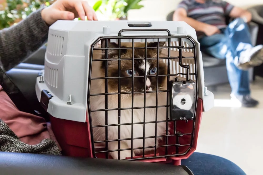 Cat Carrier