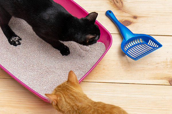 Litter Box Basics