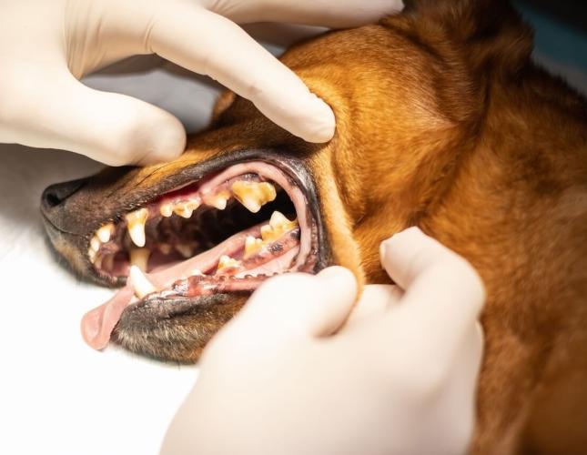 before dog dentistry 