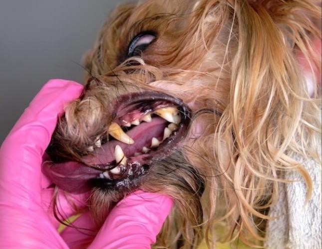 teeth cleaning for dogs before 